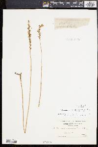 Spiranthes lacera image