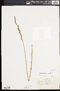 Spiranthes lacera image