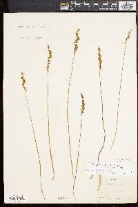 Spiranthes lacera image