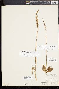 Spiranthes lacera image