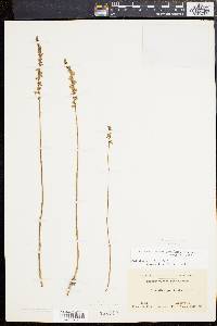 Spiranthes lacera image