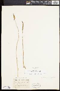 Spiranthes lacera image