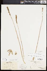 Spiranthes lacera image