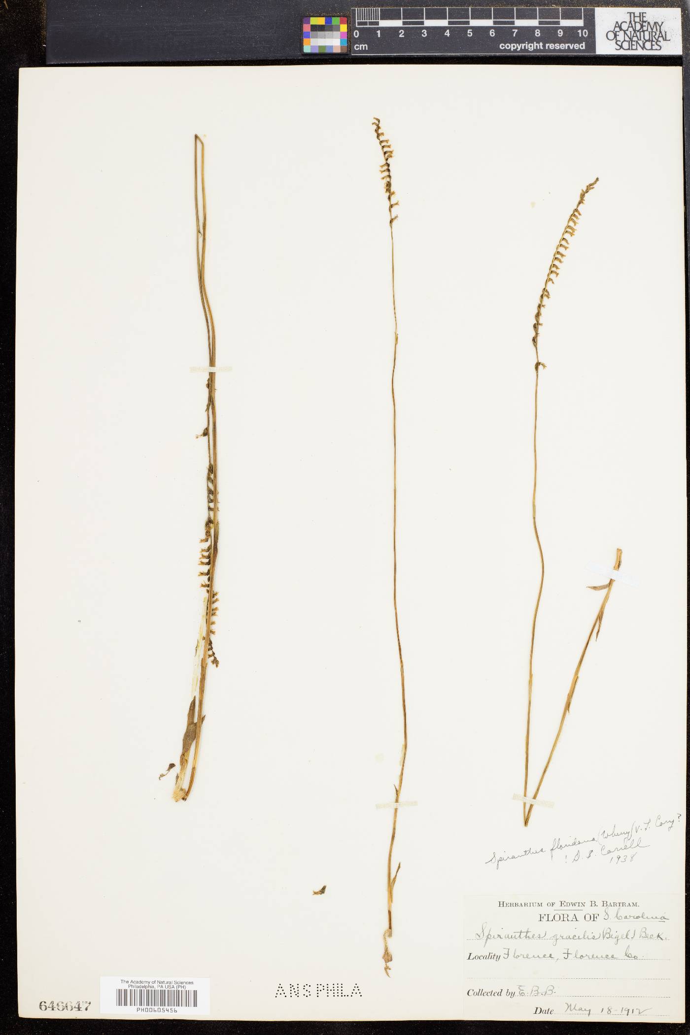 Spiranthes floridana image