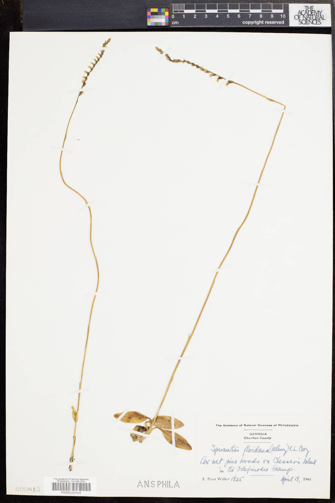 Spiranthes floridana image