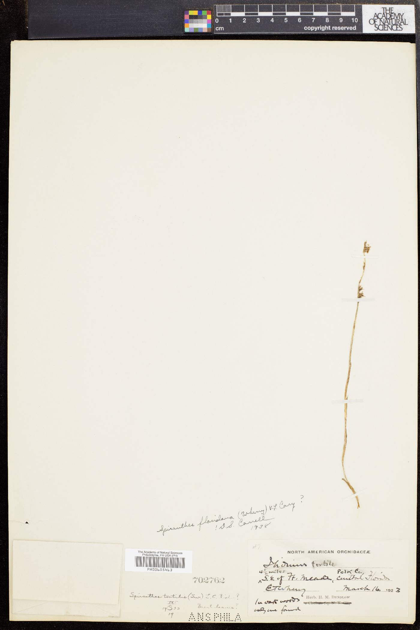 Spiranthes floridana image