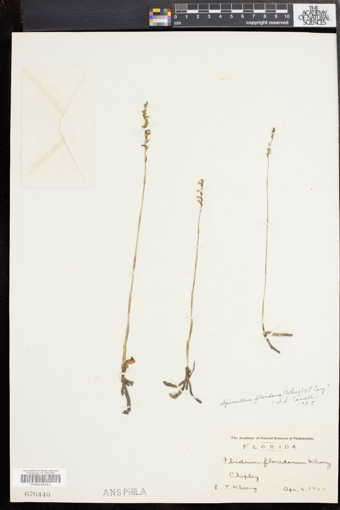 Spiranthes floridana image