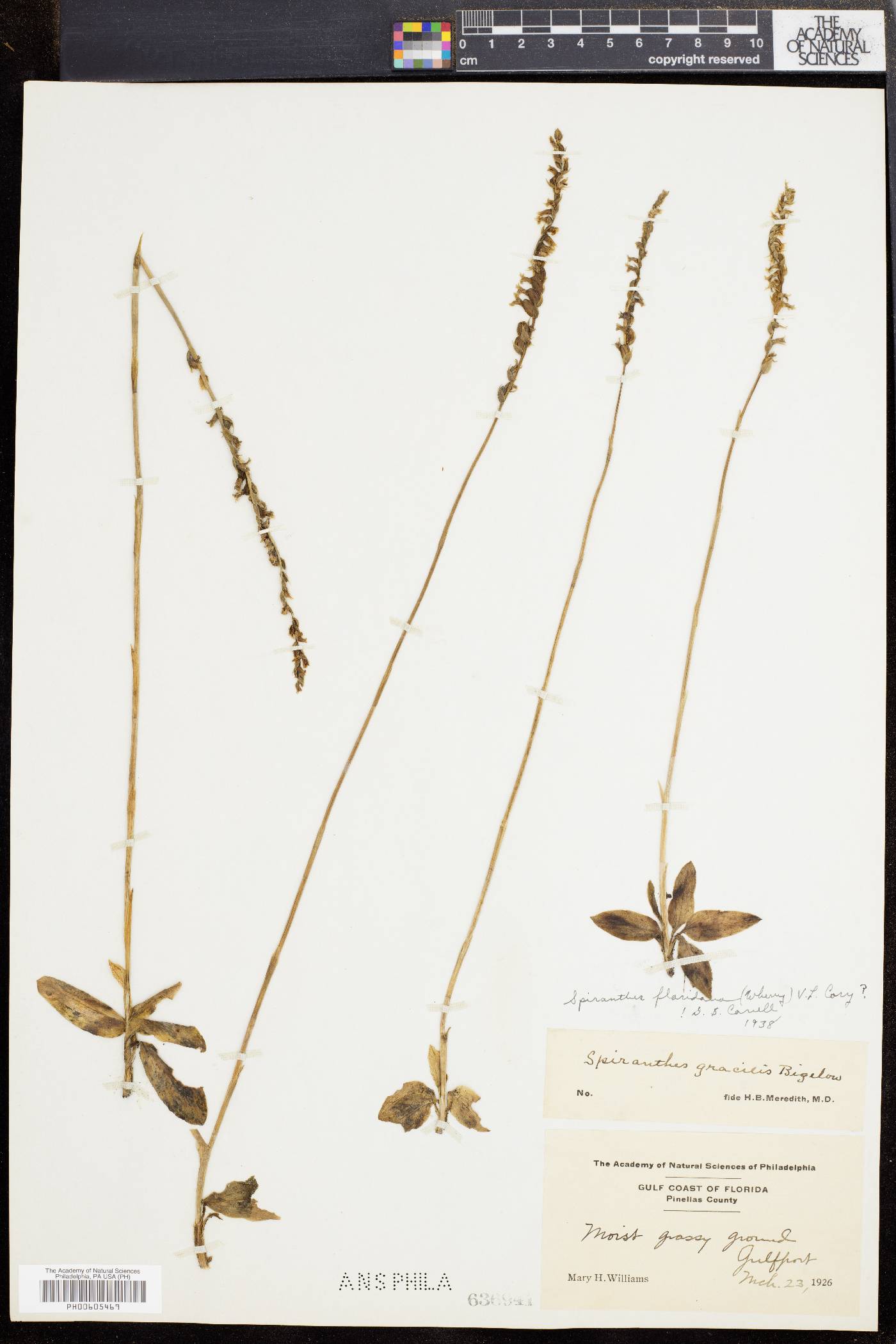 Spiranthes floridana image