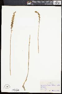 Spiranthes lacera image