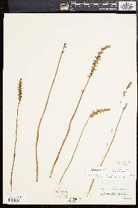 Spiranthes lacera image