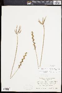 Spiranthes lacera var. gracilis image