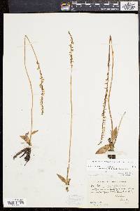 Spiranthes lacera image