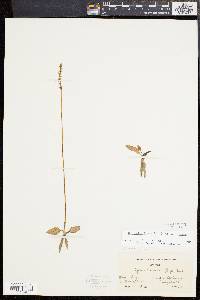 Spiranthes lacera image