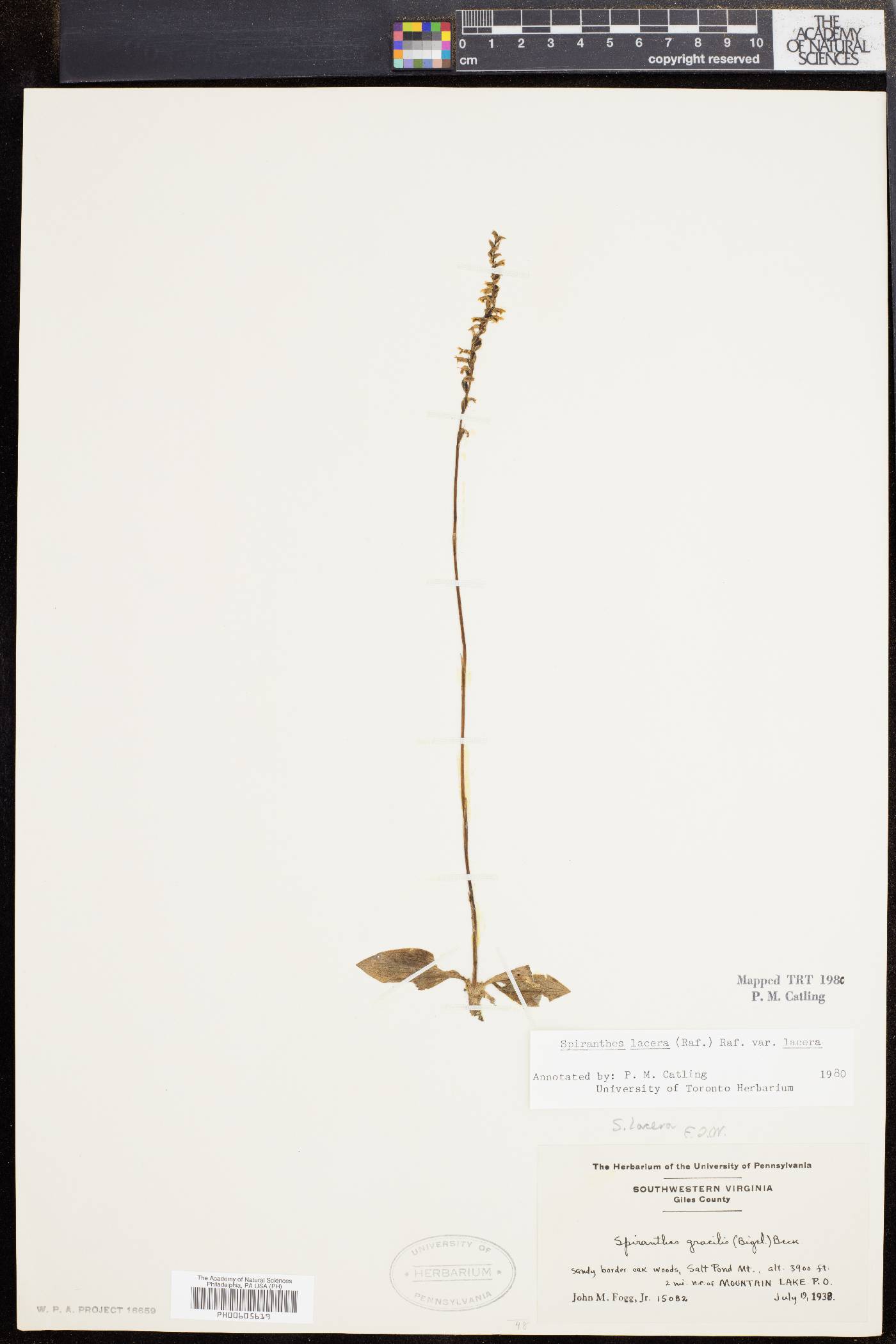 Spiranthes lacera var. lacera image