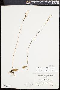 Spiranthes lacera image