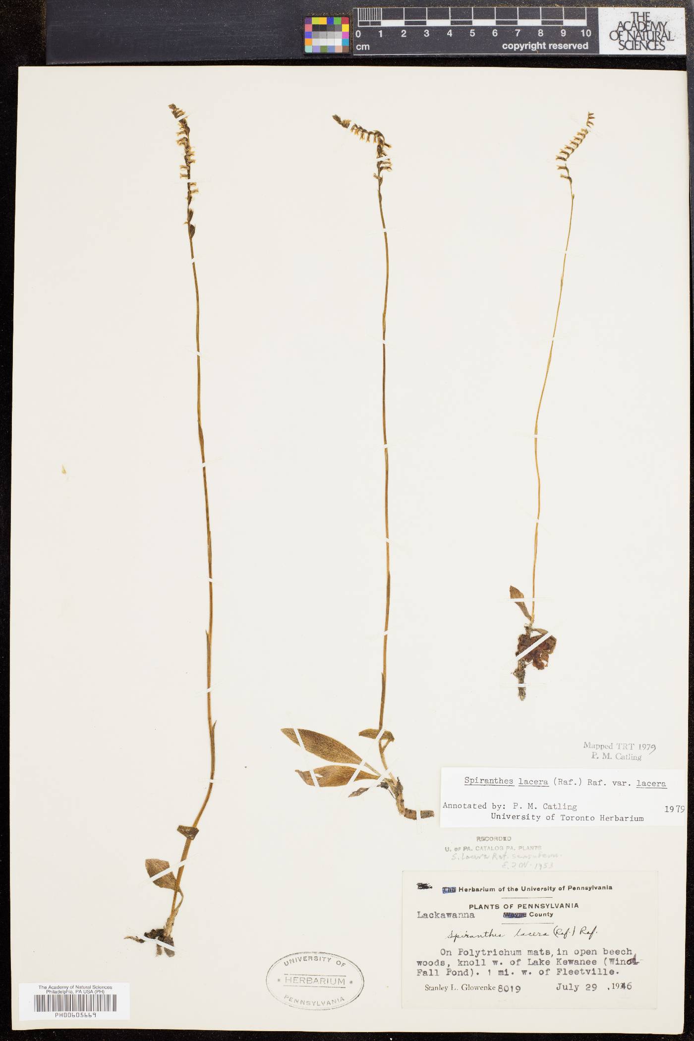 Spiranthes lacera var. lacera image