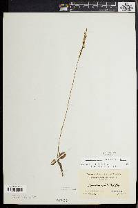 Spiranthes lacera image