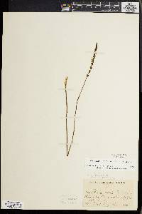 Spiranthes lacera image