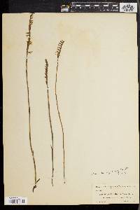 Spiranthes longilabris image