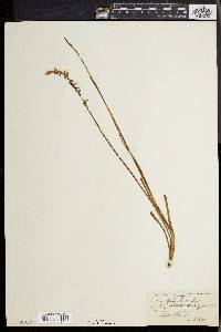 Spiranthes lineata image