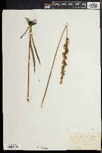 Spiranthes lineata image