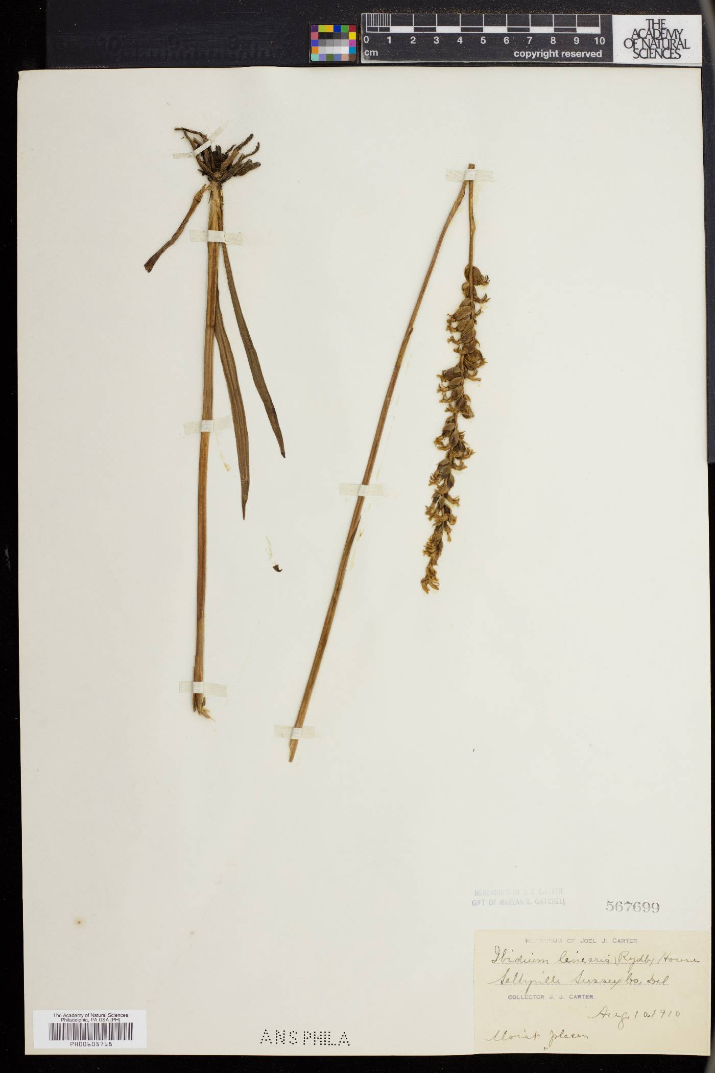 Spiranthes lineata image