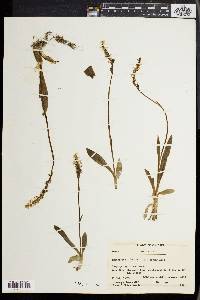 Spiranthes lucida image