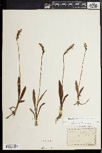 Spiranthes lucida image