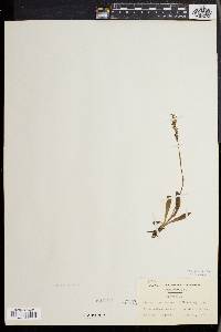 Spiranthes lucida image