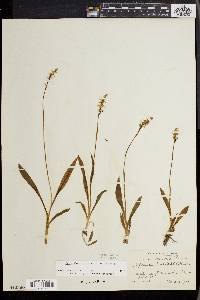 Spiranthes lucida image