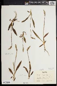 Spiranthes lucida image