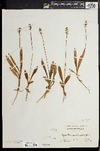 Spiranthes lucida image