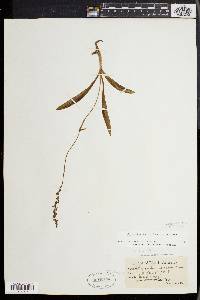 Spiranthes lucida image