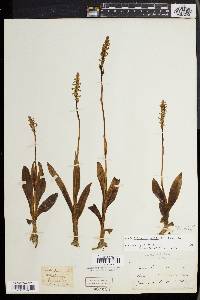 Spiranthes lucida image