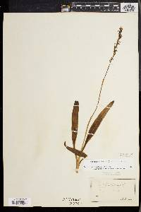 Spiranthes lucida image