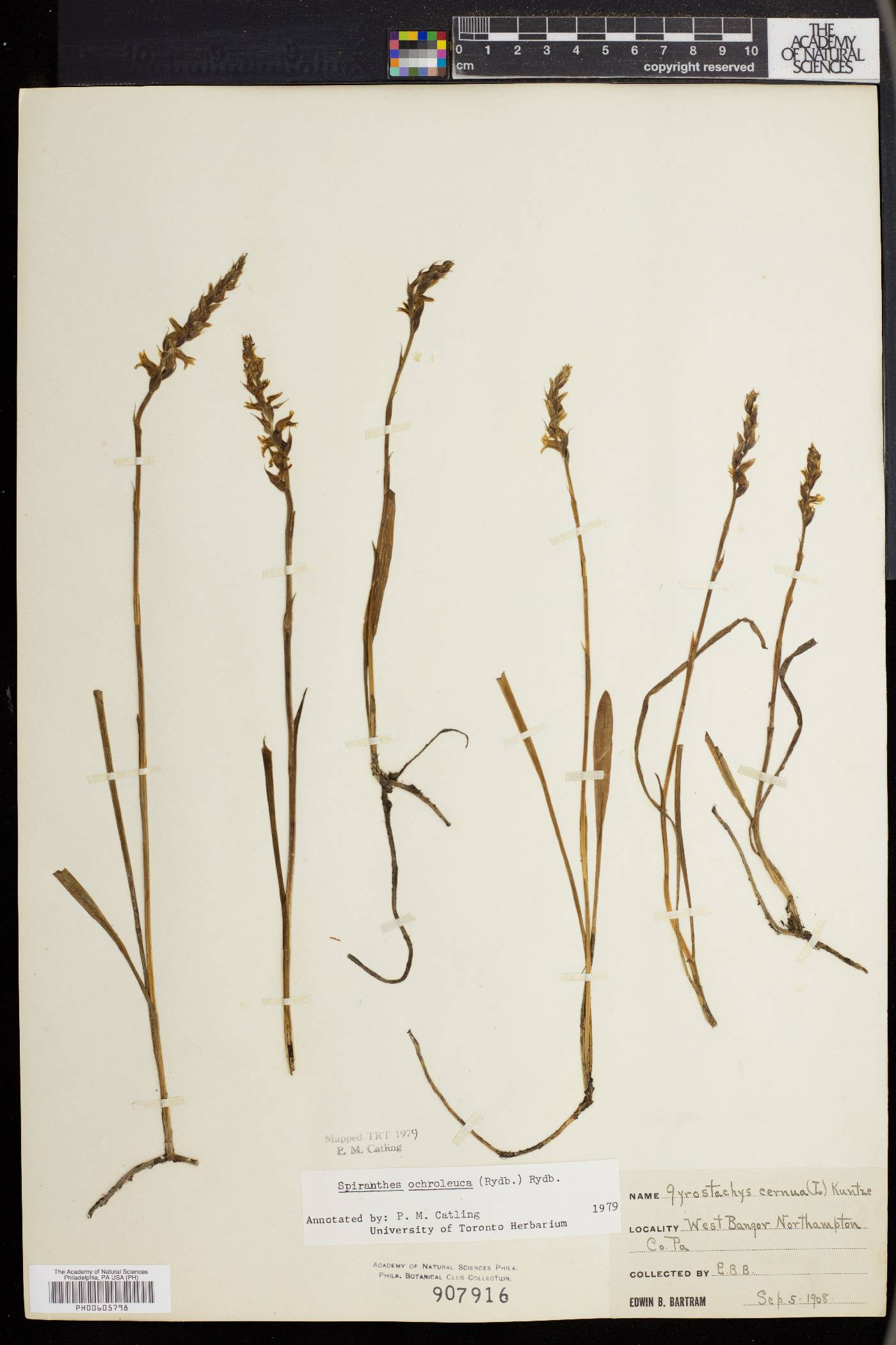 Spiranthes ochroleuca image