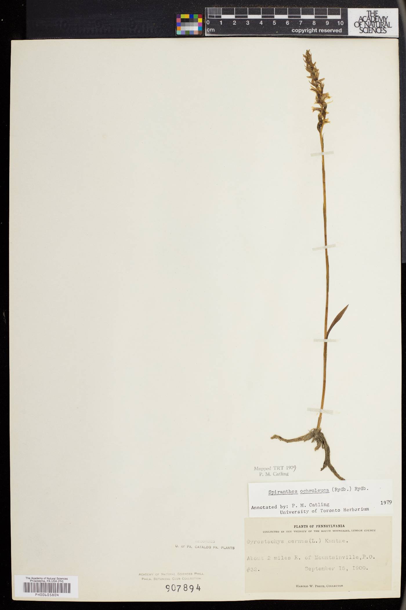 Spiranthes ochroleuca image