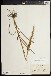 Spiranthes ochroleuca image