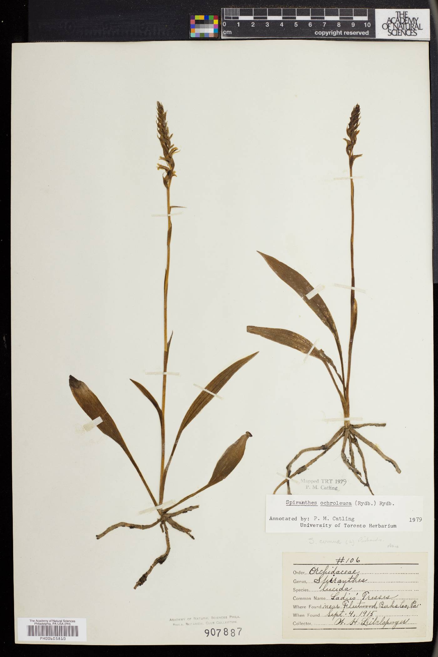 Spiranthes ochroleuca image