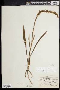 Spiranthes ochroleuca image