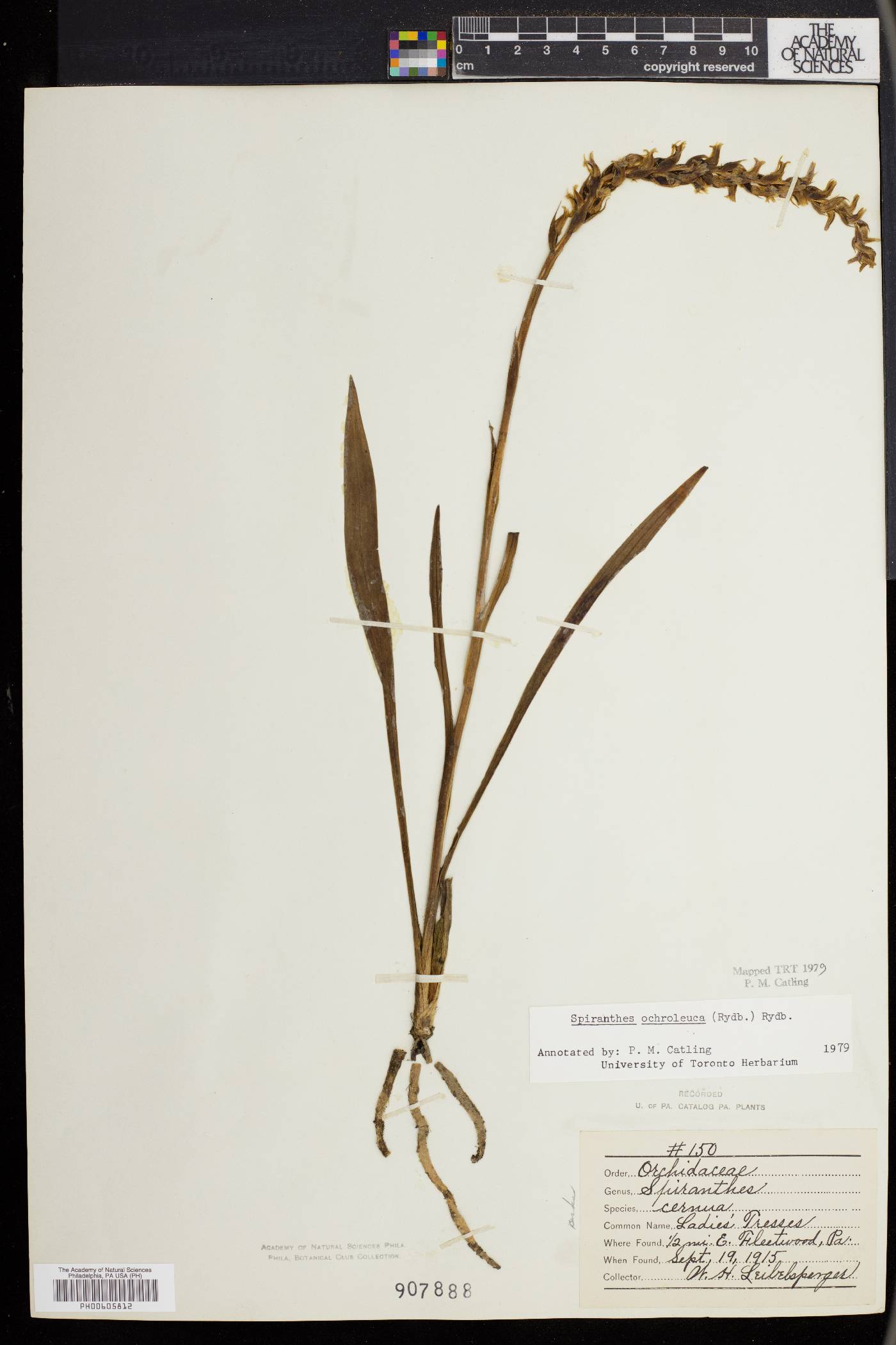 Spiranthes ochroleuca image