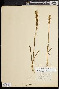 Spiranthes ochroleuca image