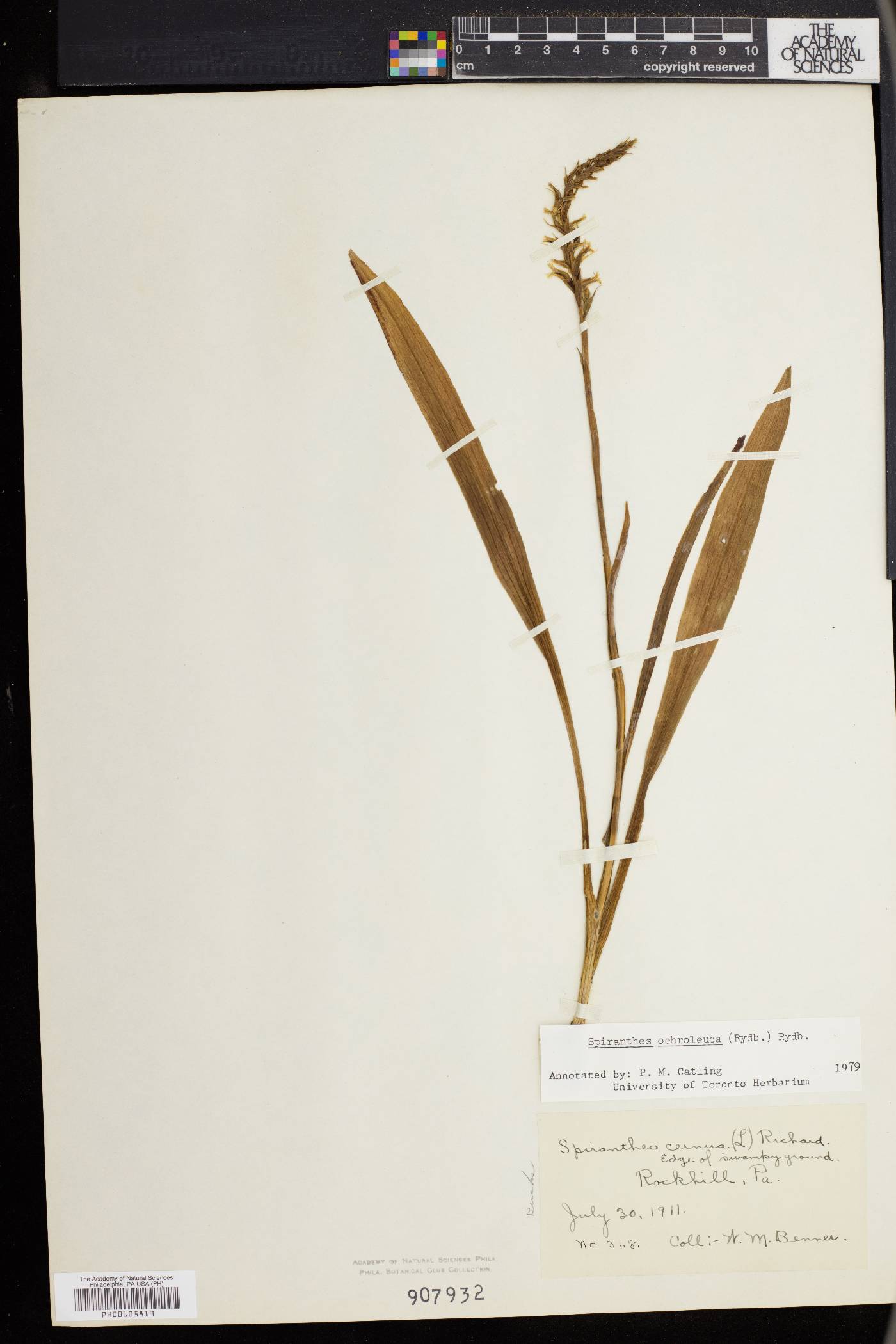 Spiranthes ochroleuca image