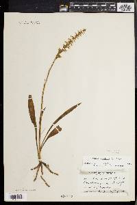 Spiranthes ochroleuca image