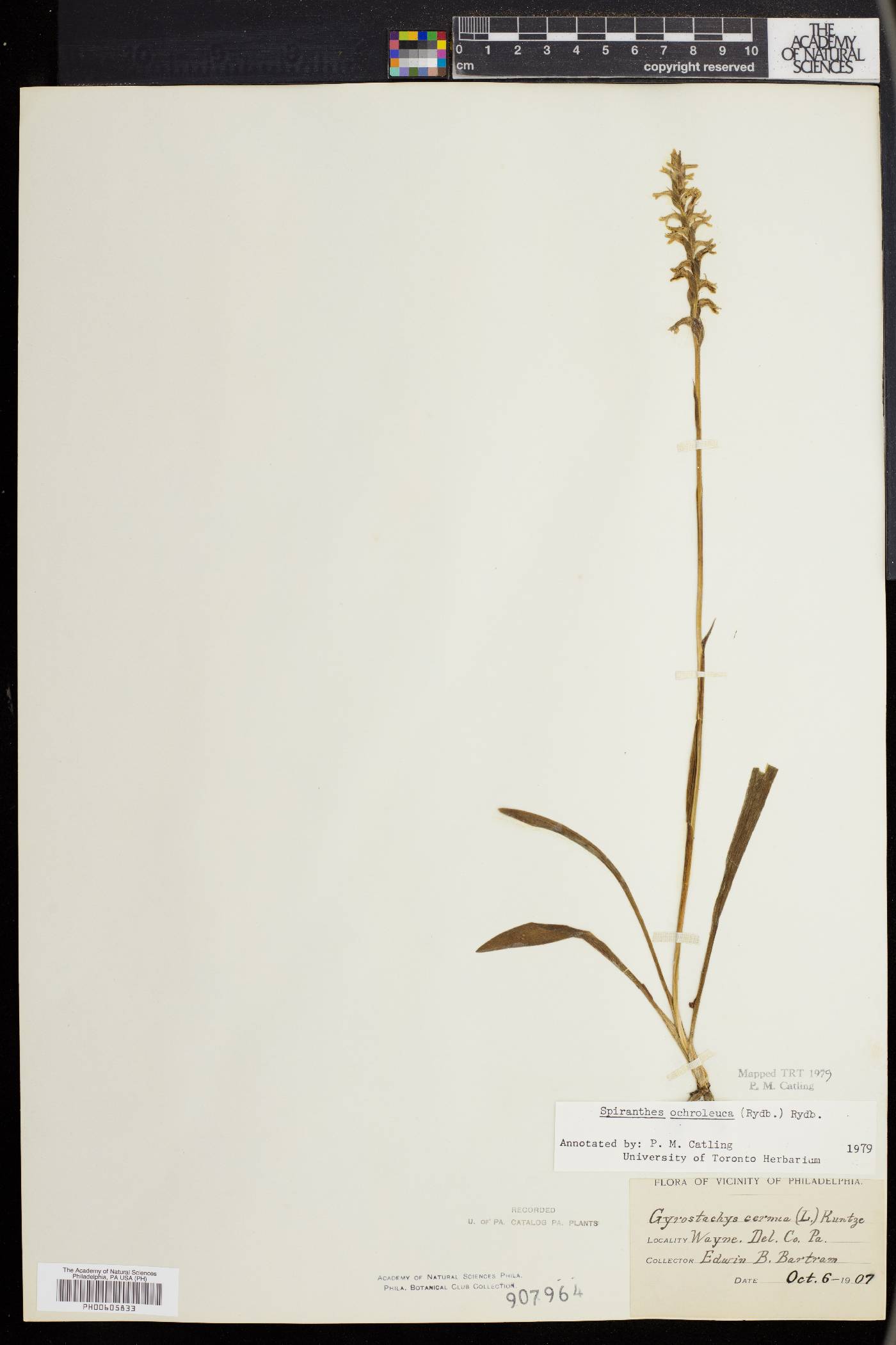 Spiranthes ochroleuca image