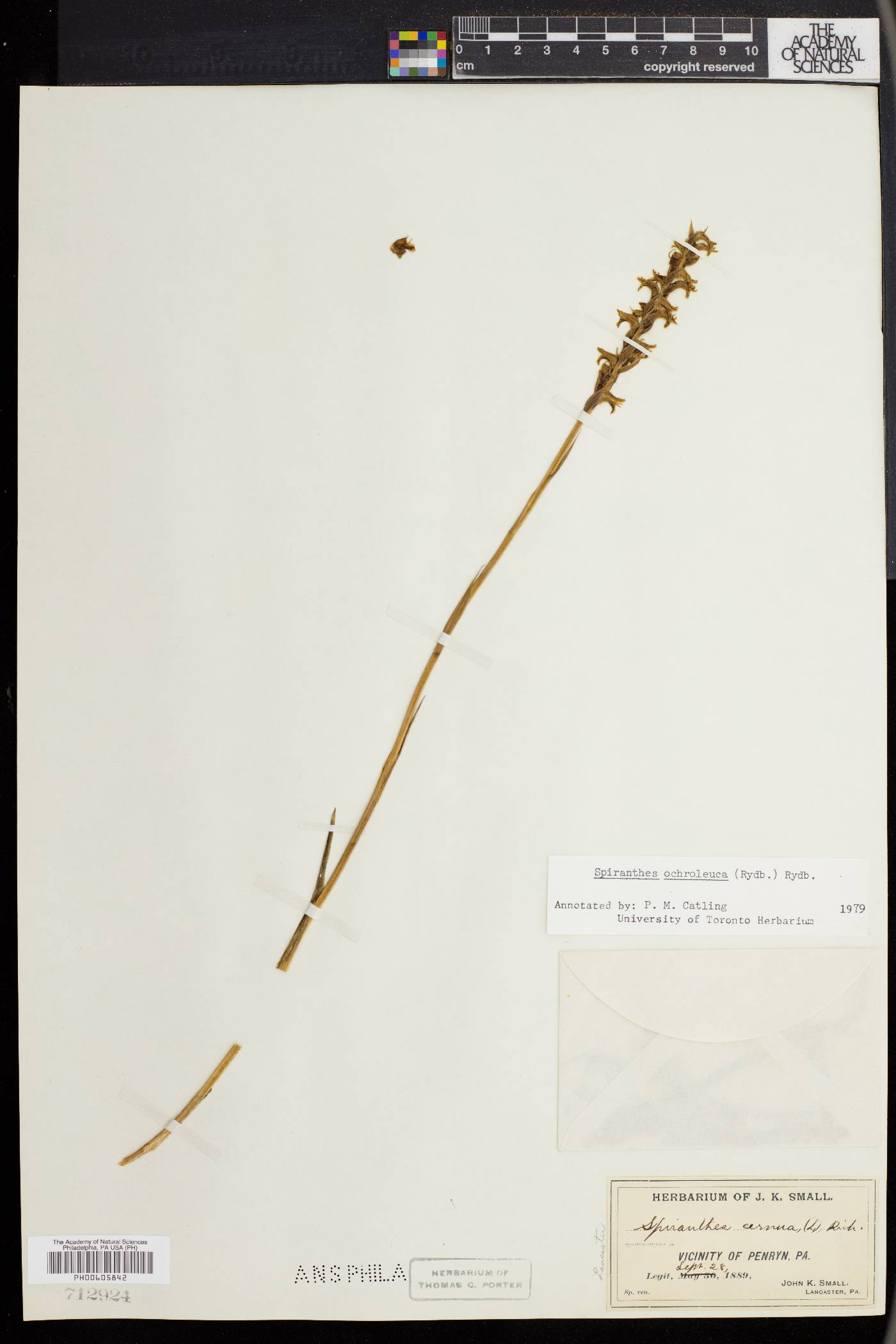 Spiranthes ochroleuca image