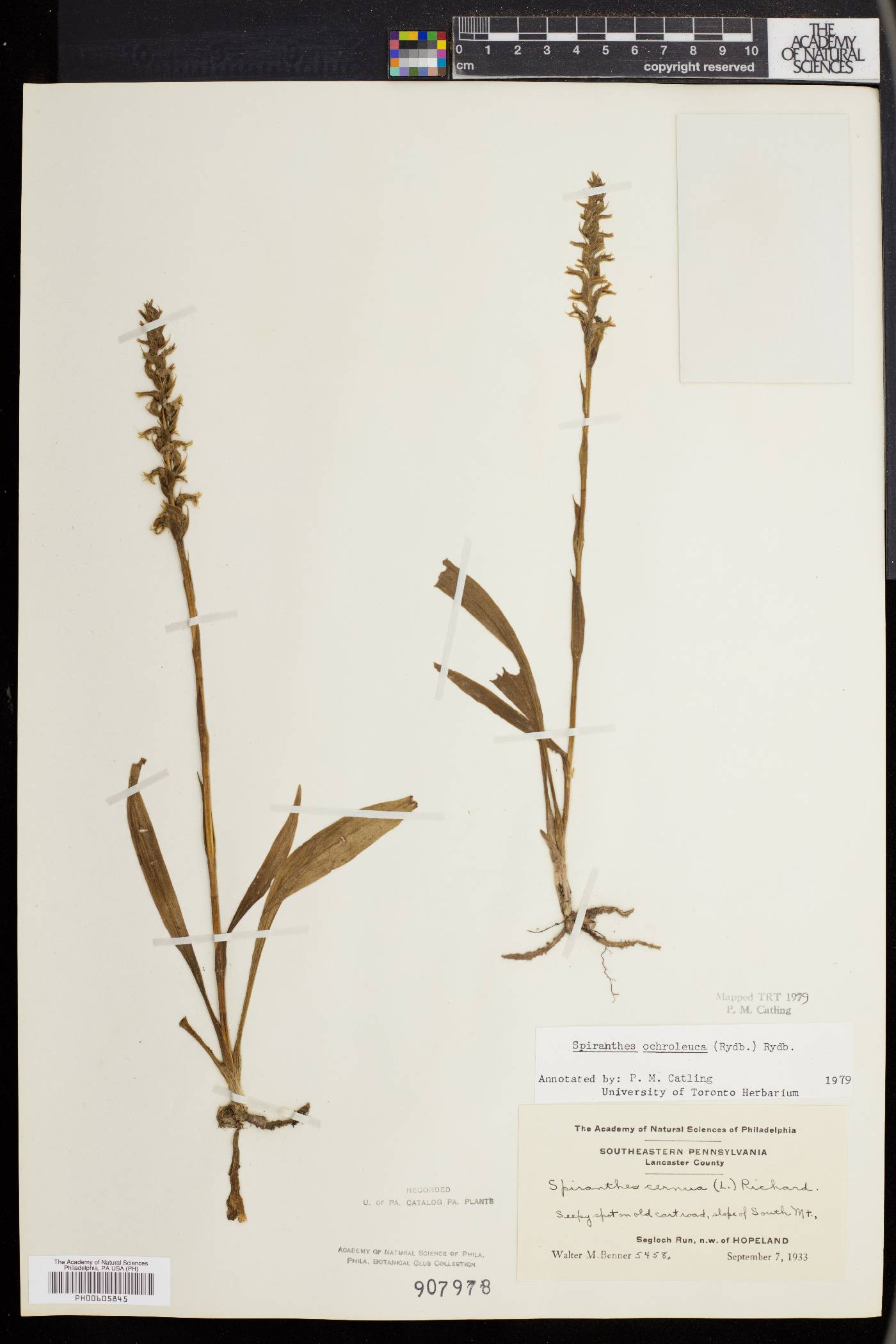 Spiranthes ochroleuca image