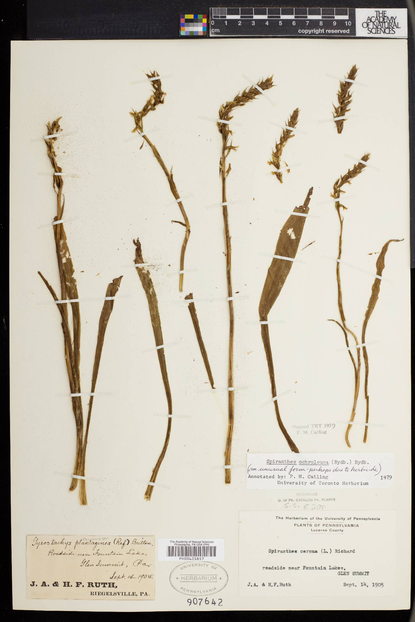 Spiranthes ochroleuca image