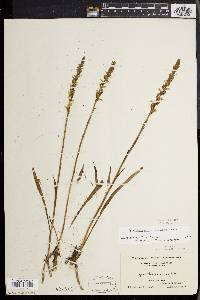 Spiranthes ochroleuca image