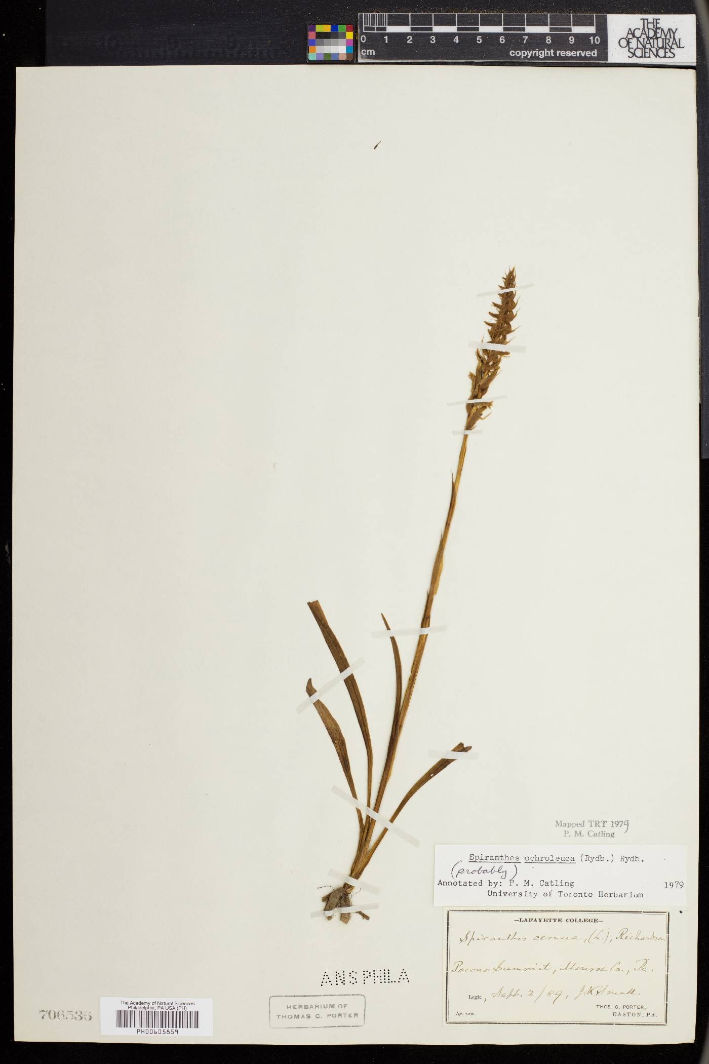 Spiranthes ochroleuca image